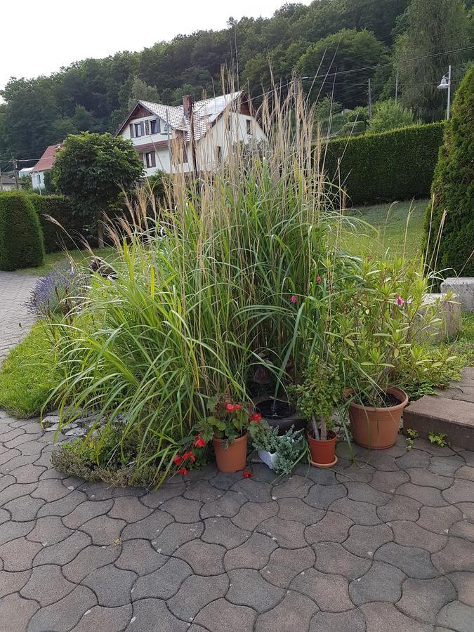 Ferienwohnung Am Rennsteig Bei Eisenach - Ilona Schmidt Wolfsburg-Unkeroda Exterior photo